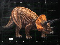 藏品(三角龍屬類圖(皺褶三角龍))的圖片